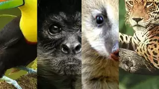 Siete especies que no sabias que habitan en la Riviera Maya