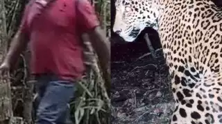 Las cámaras trampa fueron colocadas para captar el comportamiento del jaguar en la reserva forestal voluntaria del ejido Laguna Om, pero también han servido para detectar a los cazadores furtivos.