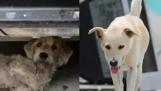 Aumenta el abandono de perros adoptados en Cancún