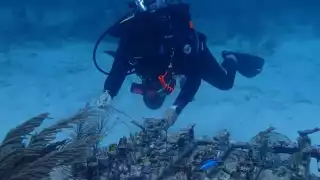 A pesar de los esfuerzos de repoblamiento, ha desaparecido el 90% de varias especies.