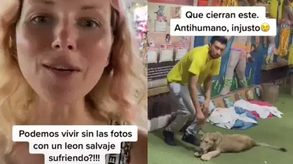 Se desconoce si alguna autoridad de Playa del Carmen haya otorgado los permisos para poder trabajar con animales salvajes Se desconoce si alguna autoridad de Playa del Carmen haya otorgado los permisos para poder trabajar con animales salvajes