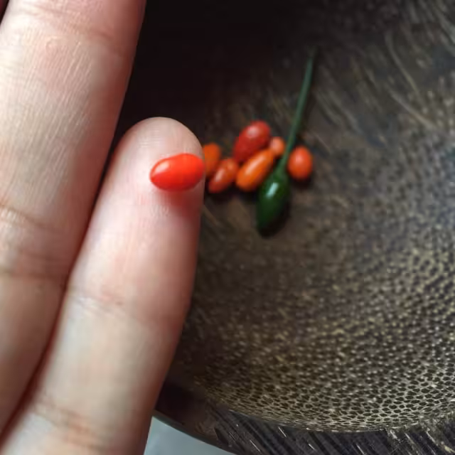 Este chile es más pequeño que el chile serrano o el habanero