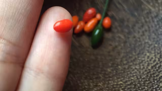 Este chile es más pequeño que el chile serrano o el habanero