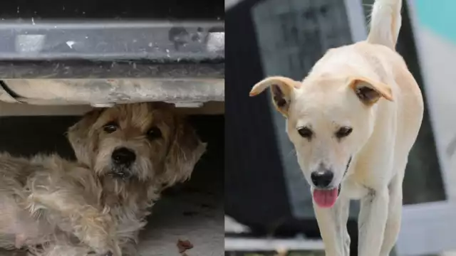 Aumenta el abandono de perros adoptados en Cancún