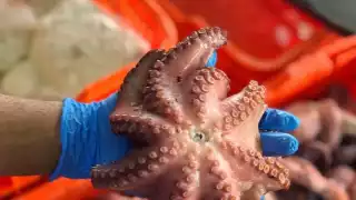 Autoridades indicaron que sí hay sanciones, pero que se han retardado por la pandemia