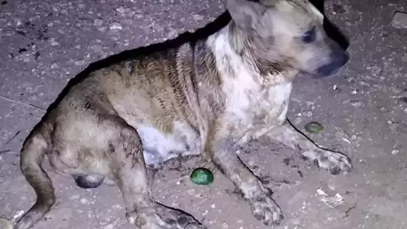 Un can mestizo atacó a un hombre y a su pitbull Un can mestizo atacó a un hombre y a su pitbull
