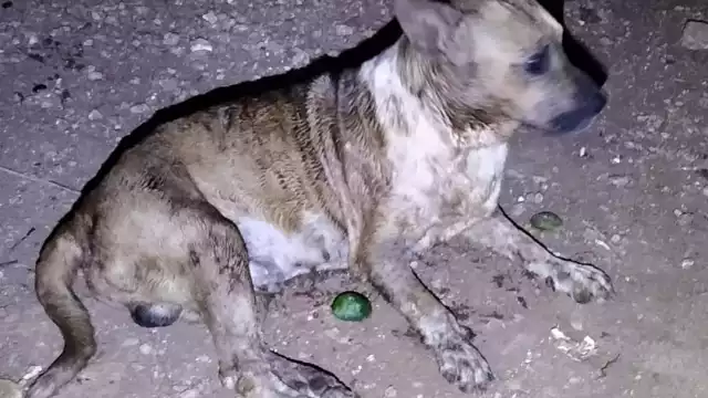 Un can mestizo atacó a un hombre y a su pitbull