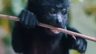 Conoce el Santuario de los Monos en Akumal, Quintana Roo