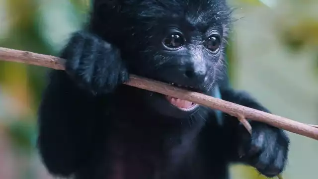 Muuk, una monita saraguata en el Santuario de los Monos de Akumal