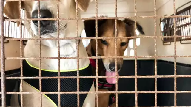 En otras ocasiones, la agrupación ha enviado cachorros rescatados en la Costa Maya a otras países como Estados Unidos