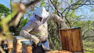 Apicultura en Yucatán sigue en crisis; cosecha de miel disminuye un 22%