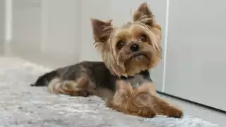 Mujer se roba un perro en Ecatepec y lo regresa rapado