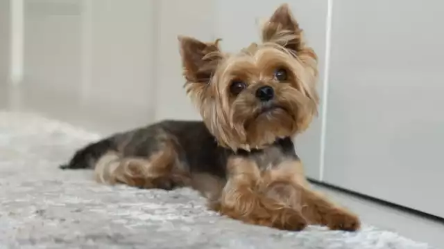 El pequeño perro fue regresado, pero los responsables de su robo ya lo habían rapado