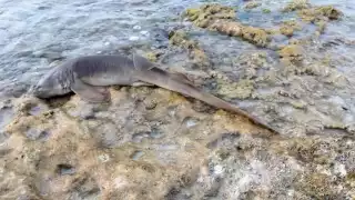 La especie fue hallada muerta en el parque marino a 30 metros del restaurante Skyreef de Cozumel