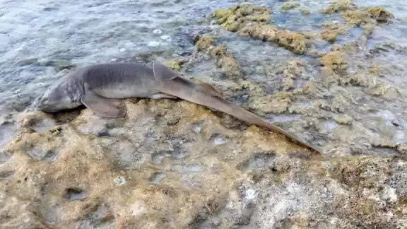 La especie fue hallada muerta en el parque marino a 30 metros del restaurante Skyreef de Cozumel