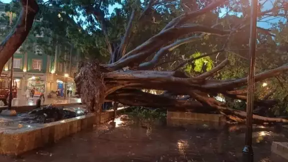 Dos árboles de más de 100 años de vida han caído en Oaxaca en los últimos días debido a las fuertes lluvias