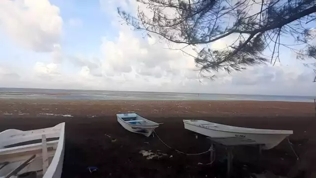 La temporada de recale de sargazo en este año ha traído gran cantidad