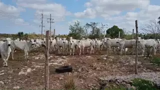 El ganado suele buscar agua o lugares con sombra debido a las altas temperaturas