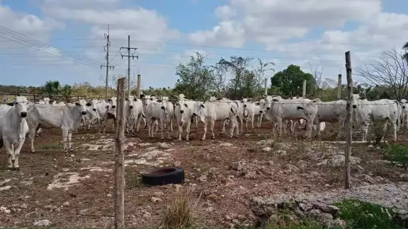 El ganado suele buscar agua o lugares con sombra debido a las altas temperaturas El ganado suele buscar agua o lugares con sombra debido a las altas temperaturas