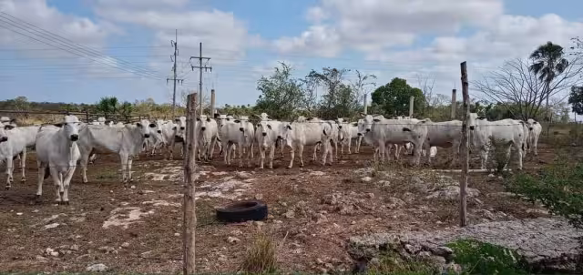 El ganado suele buscar agua o lugares con sombra debido a las altas temperaturas