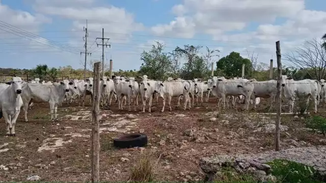 El ganado suele buscar agua o lugares con sombra debido a las altas temperaturas