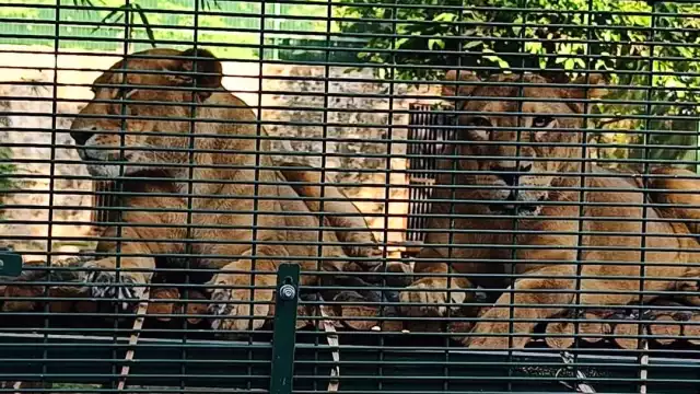 National Wildlife interviene quirúrgicamente a una felina que sufría un encarnamiento en su garra