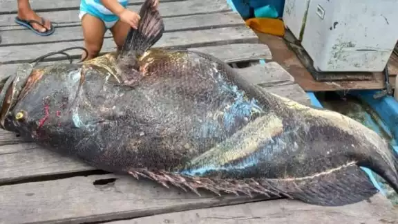 La cherna fue comprado a la familiar del pescador por 10 mil pesos La cherna fue comprado a la familiar del pescador por 10 mil pesos