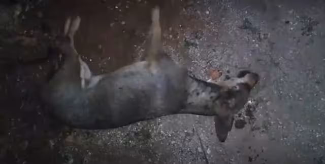 En los últimos meses hubo un incremento en el número de anomales envenenados en la calle