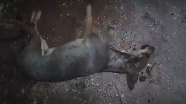 En los últimos meses hubo un incremento en el número de anomales envenenados en la calle