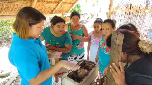 Agrupación Mujeres Guardianas del Puuc advierte de graves riesgos para las abejas en el Sur