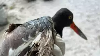 Encuentran un ave cubierta de petróleo en la carretera Isla Agua-Sabancuy