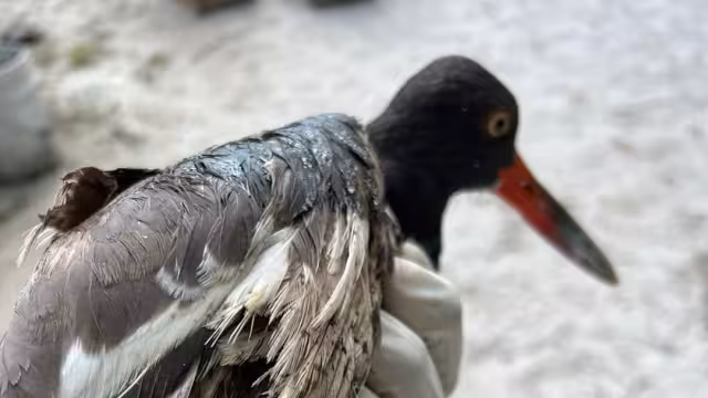 Se trata de un Ostrero Americano; ecologistas acusan omisión para atender derrames petroleros