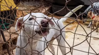 Mérida registra cerca de 300 denuncias por maltrato animal  cada mes; zona del Poniente, con más casos