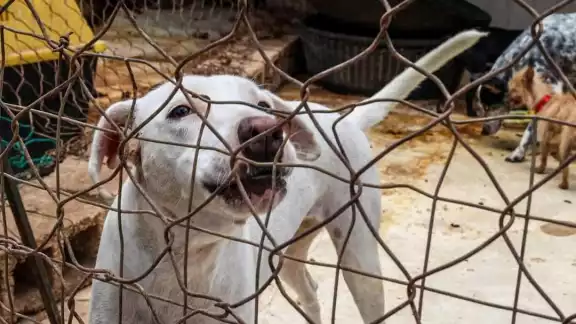 La unidad de protección a la fauna del Ayuntamiento de Mérida atiende 300 denuncias mensuales