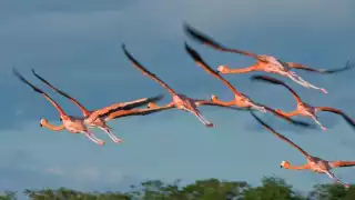 Perros ferales amenazan a la población de flamencos en el Litoral Oriente de Yucatán