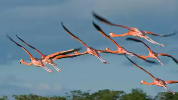 Se resalta la importancia de proteger de animales ferales el hábitat natural de las aves rosadas