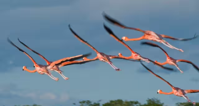 Se resalta la importancia de proteger de animales ferales el hábitat natural de las aves rosadas