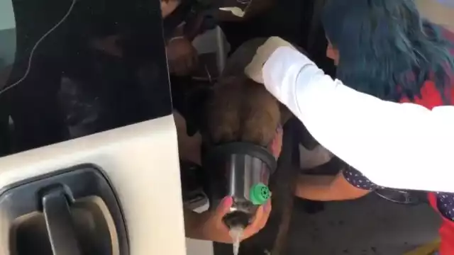 Rescate de perritos tras explosión por gas en casa de Iztapalapa