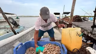Incautan a pescadores cuando capturaban camarón en Río Lagartos