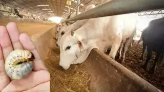 El gusano barrenador se extiende en Yucatán