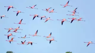 Baja población de flamencos en Río Lagartos; se reportan grupos de solo 10 ejemplares