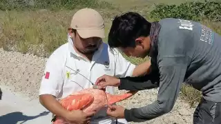 El marcaje de aves es clave para recopilar datos sobre movilidad, procedencia y longevidad