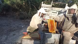 Yucatán lidera producción de miel en México con casi 10 mil toneladas