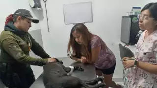 Investigan caso de un conductor que atropelló a una perrita con su camioneta en Kanasín