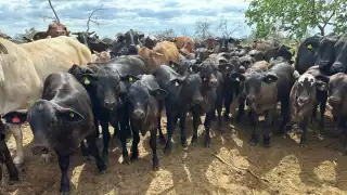 Escárcega, fuera de riesgo de presentar casos de reses con gusano barrenador