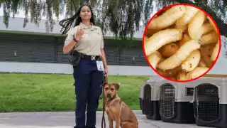 Tres binomios fueron entrenados para la detección a tiempo del gusano barrenador en el ganado