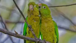 El hecho de que los polluelos sean retirados a la fuerza de sus nidos, incrementa el índice de muerte de los ejemplares