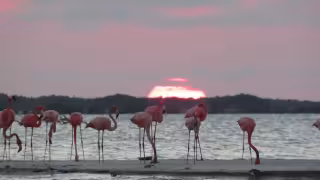 Aves migratorias convierten a Yucatán en uno de los grandes refugios naturales del país