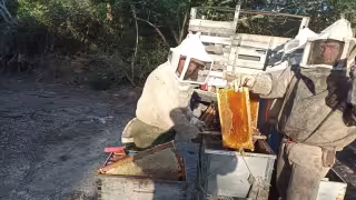 La miel de mangle se ha convertido en una alternativa para los hombres de mar durante la veda