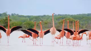 Miles de flamencos visten de rosa el Litoral  Oriente de Yucatán, principal santuario para su reproducción